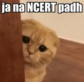 👀 9b269b84 ja na NCERT padh Katze, Meme, Indisch, Text, NCERT, Bildung, Lustig telegram sticker