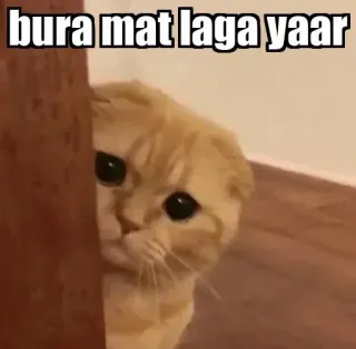 👀 a39a29be bura mat laga yaar Katze, süß, traurig, Meme, Tier telegram sticker
