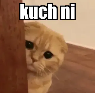 👀 b2f866f0 kuch ni Katze, süß, Meme, Haustier, Tier, lustig telegram sticker