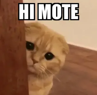 👀 bc71c02a HI MOTE Katze, Meme, Süß, Tier, Hallo, Mote telegram sticker