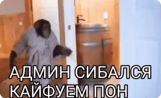 🌟 023d3363 АДМИН СИБАЛСЯ 
КАЙФУЕМ ПОН Affe, Bademantel, Humor, Tier, Primat, Affe, Russisch, Text telegram sticker