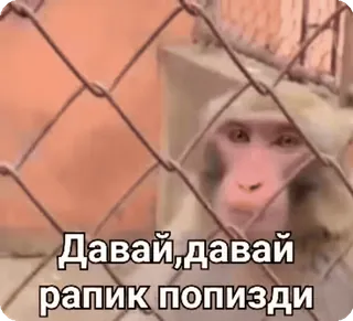 🌟 08cccf5d Давай,давай
рарик попизди Affe, Tier, Meme, Käfig telegram sticker