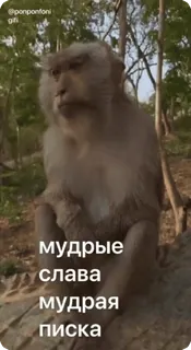 🌟 153b5b9c мудрые
слава
мудрая
писка Affe, Tier, Natur, Wald, Russisch, Text, Humor telegram sticker