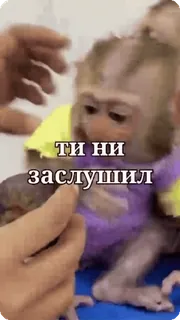 🌟 511a6fce ТИ НИ заслушил Affe, süß, lustig, Tier telegram sticker