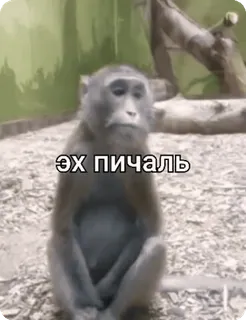 🌟 5c53d227 ЭХ ПИЧАЛЬ Affe, traurig, Tier, Meme, Wildtier, enttäuscht telegram sticker