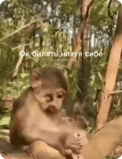🌟 8c51bafd Ох білять ніхуя собі Affe, Tier, Natur, Meme, süß telegram sticker