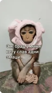 🌟 9a638ac0 Эм, брад у миня нету слав адни эмаци.. Affe, Tier, Meme, lustig, emotional, Emotionen, russisch telegram sticker