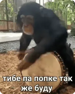🌟 a47bb0d4 тибе па попке так же буду Affe, Trommel, Tier, lustig, Primaten telegram sticker