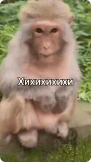 🌟 bd3b1ecc ХИХИХИХИХИ Affe, Tier, Säugetier, lustig, Primaten telegram sticker