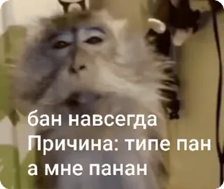 🌟 f9943b99 бан навсегда
Причина: типе пан
а мне панан Affe, Verbot, Russisch, Meme, Tier telegram sticker