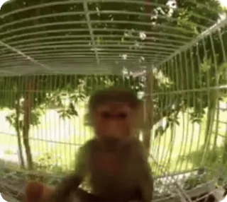 🌟 fee76cf1 Affe, Käfig, Tier, Primat, Gefangenschaft telegram sticker