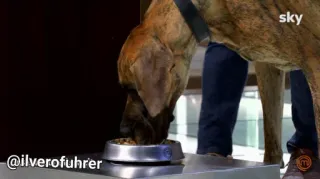 🐶 22e63e87 @ilverofuhrer anjing, hewan, makanan, makan, mangkuk telegram sticker