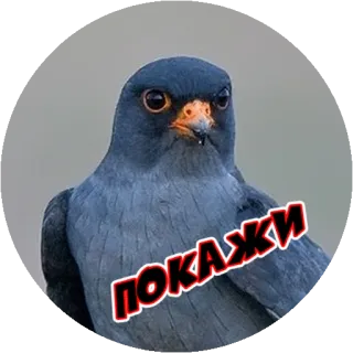 Angry @stickersb2b whatsapp stickers