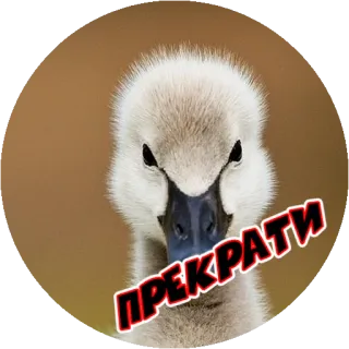 Angry @stickersb2b whatsapp stickers