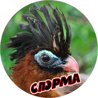 Angry @stickersb2b telegram stickers