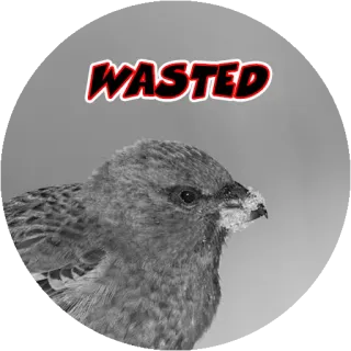 😂 561c1c96 WASTED птица, впустую, снег whatsapp sticker