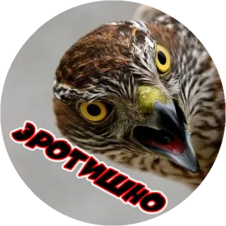 😄 5af88335 ЭРОТИШНО птица, ястреб, животное, русский, текст whatsapp sticker