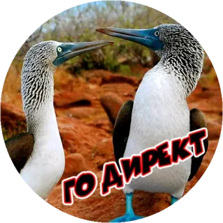 😁 74cba799 ГО АИРЕКТ птицы, животные, природа, олуши whatsapp sticker