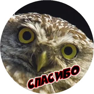 😄 8f06e35e СПАСИБО сова, птица, животное, спасибо, русский whatsapp sticker