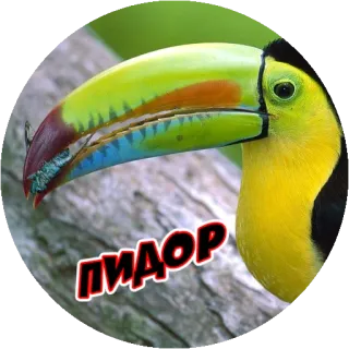 😃 b0694060 ПИДОР птица, тукан whatsapp sticker