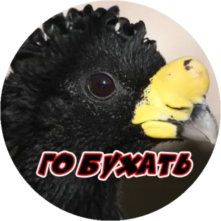 Angry @stickersb2b whatsapp stickers