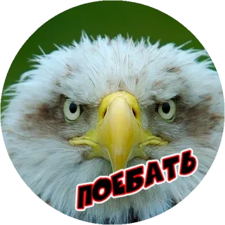 🤨 c4c1c7e9 поебать орёл, птица, животное, наклейка, русский whatsapp sticker