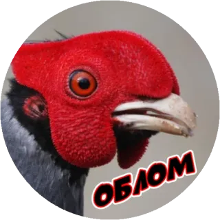 😩 c817060b ОБЛОМ птица, красный, животное whatsapp sticker