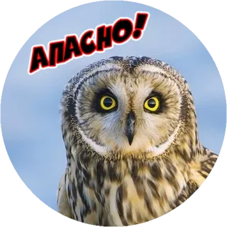 😆 d4e113ae АПАСНО! сова, птица, тревога, опасность whatsapp sticker