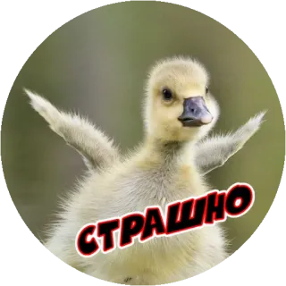 😕 e0817ce5 СТРАШНО утка, малыш, милый, животное, страх whatsapp sticker