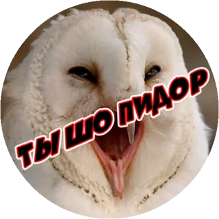 😟 f44eb01d ТЫ ШО ПИДОР сова, оскорбительный, русский, оскорбление whatsapp sticker
