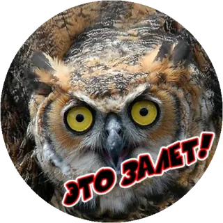😢 fccd536a ЭТО ЗАЛЁТ! сова, животное, птица, текст, русский whatsapp sticker