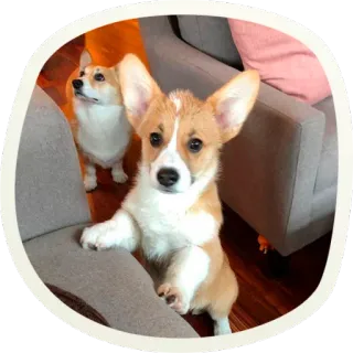 😳 0af1497e corgi, chien, chiot, mignon, animal, animal de compagnie, animal domestique, mammifère whatsapp sticker