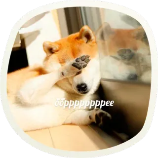 😶 1a584d20 ббррррррее chien, mème, mignon, russe, animaux, animal de compagnie whatsapp sticker