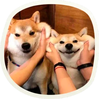 ☺️ 27ebb0f9 chien, shiba inu, animal de compagnie, animal, mignon, drôle, mème whatsapp sticker