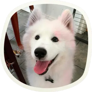 🐶 51 very cute doggies @lennysticker telegram stickers