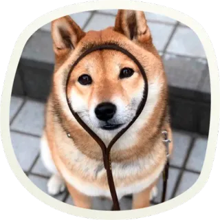 🐶 51 very cute doggies @lennysticker telegram stickers