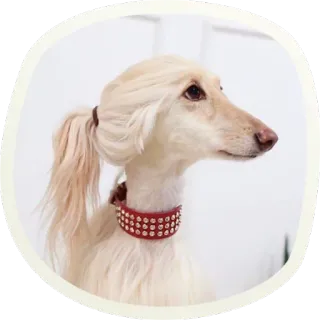 😍 51007a4f chien, animal de compagnie, animal, collier, portrait, élégant whatsapp sticker