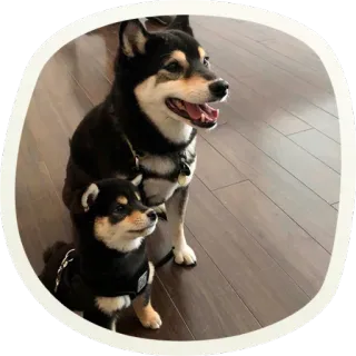 ☺️ 525bfa96 chien, shiba inu, animal de compagnie, animal, chiot, mignon, animal domestique whatsapp sticker