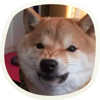 😡 575a85e9 chien, shiba inu, en colère, mème, animal de compagnie, animal whatsapp sticker