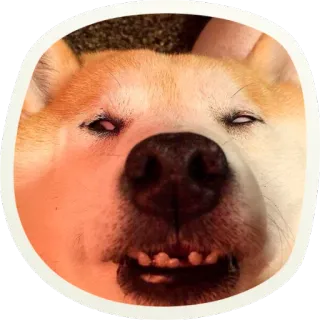 😠 5f21e8e0 chien, shiba inu, drôle, animal, mème, animal de compagnie whatsapp sticker