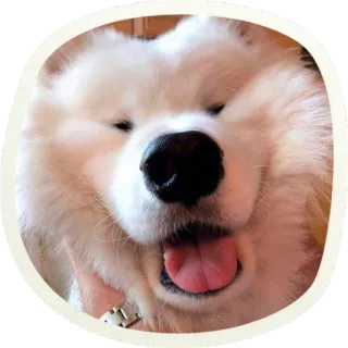 😝 6088fa8c chien, samoyède, animal, animal de compagnie, doux, chien blanc, mignon whatsapp sticker