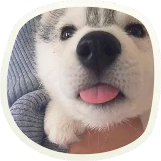 😛 60ea3c72 chien, chiot, animal, mignon, husky, animal de compagnie, drôle, tire la langue whatsapp sticker
