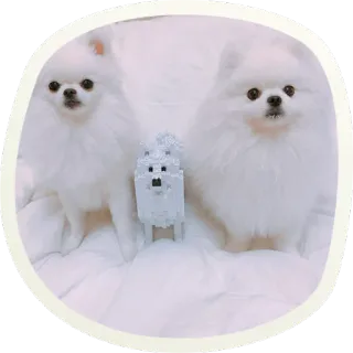 🐶 51 very cute doggies @lennysticker telegram stickers