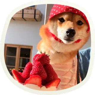 🍓 645f105e chien, shiba inu, fraise, dessert, animal, mignon, animal de compagnie whatsapp sticker