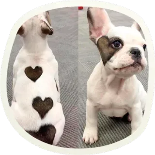 🖤 70ccb08e chiot, chien, bouledogue français, mignon, animal, cœur whatsapp sticker