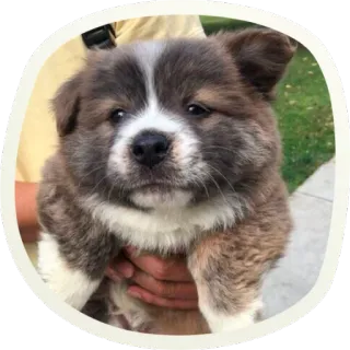 😞 71b366a8 chiot, chien, mignon, animal, animal de compagnie, duveteux, Akita whatsapp sticker