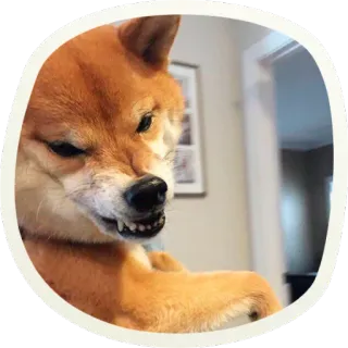 😡 7db03412 chien, shiba inu, animal, mème, en colère, drôle whatsapp sticker