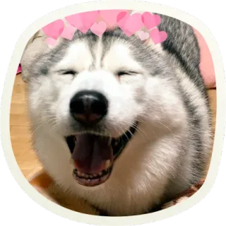 😄 889399eb chien, husky, animal, animal de compagnie, coeurs, mignon, joyeux whatsapp sticker