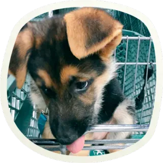 😨 8ce957b7 chiot, chien, animal, berger allemand, mignon, animal de compagnie, animal domestique, chariot whatsapp sticker