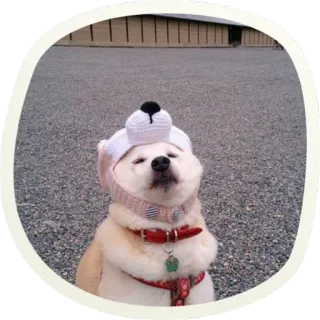 ☺️ 9cb0210d chien, chapeau, mignon, animal, animal de compagnie, hiver, extérieur whatsapp sticker